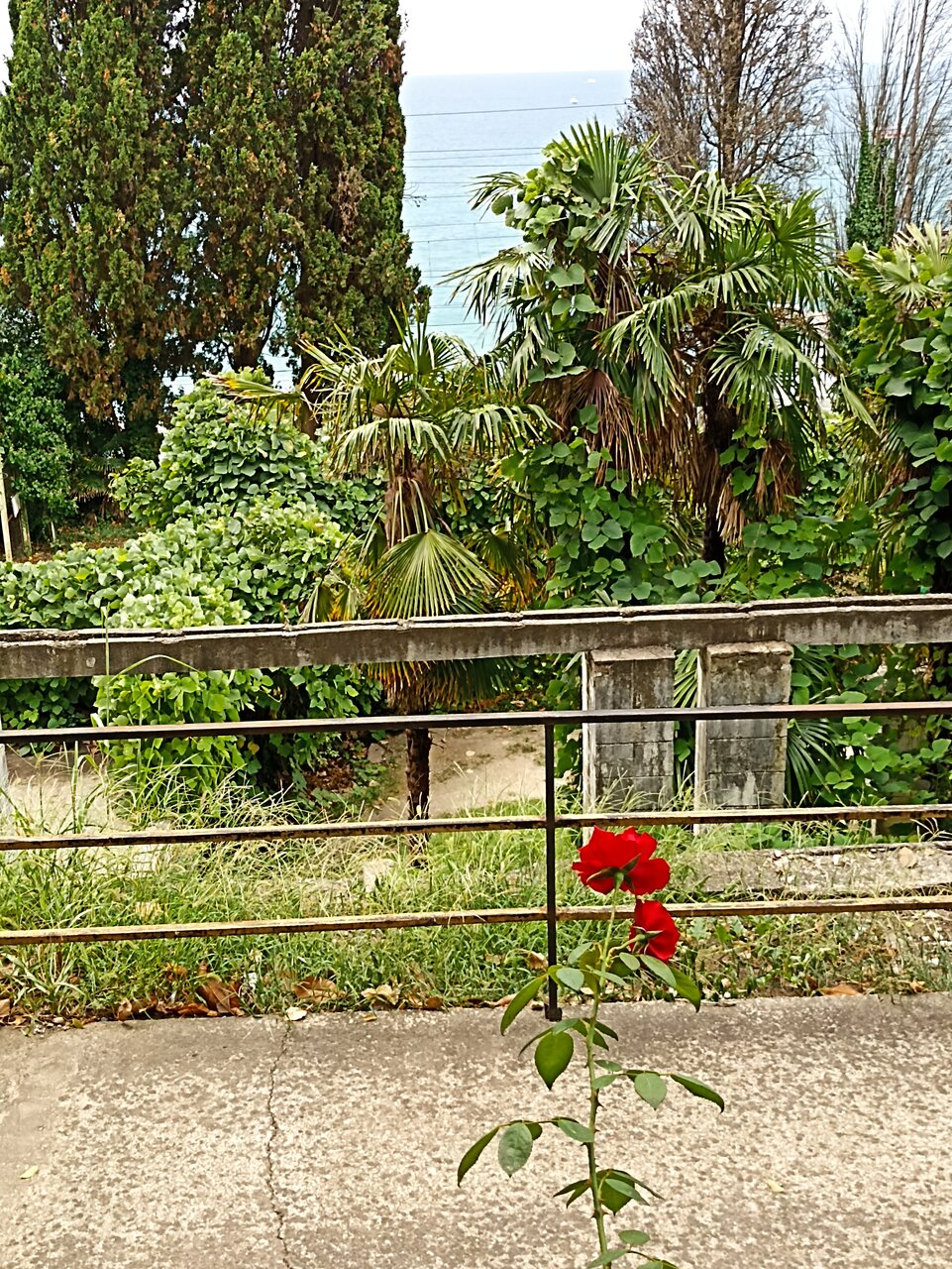 Гостиница Аледо Сочи-137